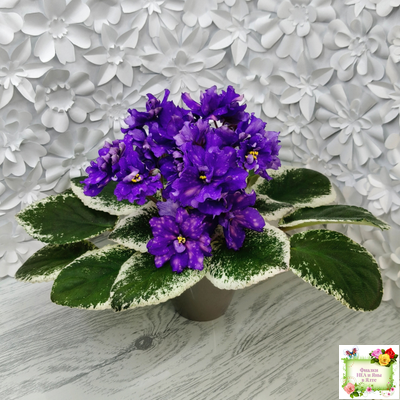 РС-Астролог (С. Репкина) 2020 г.