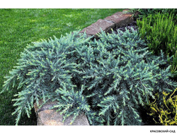 Можжевельник Блю Спайдер - Blue Spider
