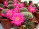 Rebutia senilis v.lilacino-rosea (D=15-20мм) детка без корней