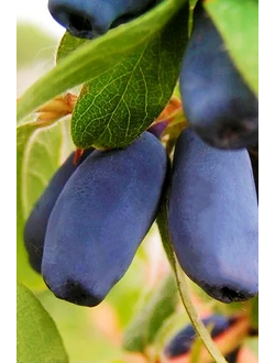 Жимолость Лакомка