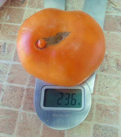 Томат Мясной завтрак (Meat Breakfast)