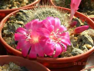 Rebutia senilis v.lilacino-rosea (D=15-20мм) детка без корней