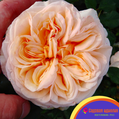 Априкот Скай (Apricot Sky)