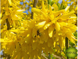 ФОРЗИЦИЯ "ЛИНВУД ГОЛД" (ЦВЕТЕТ С АПРЕЛЯ!) (САЖЕНЕЦ 100 см)