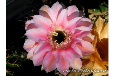 ECHINOPSIS hybrid `ZOLUSCHKA`