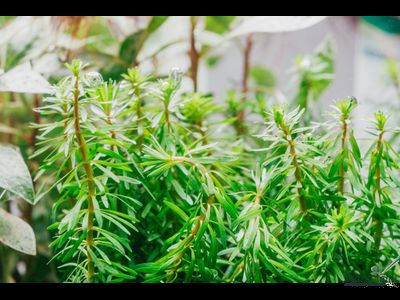 Ротала Босси (пучок)