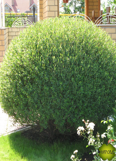 ИВА ШАРОВИДНАЯ "НАНА"