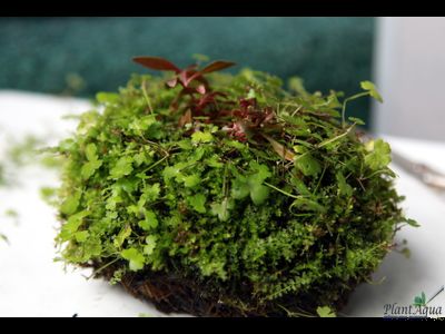 Кочка питательная Ваби-Куса