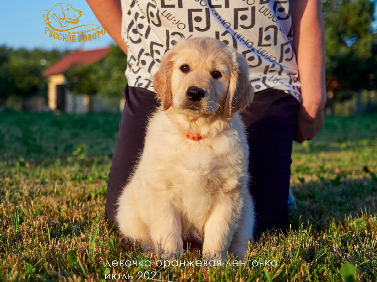 РЗ Шанти Ивина, девочка оранжевая ленточка, 2 месяца