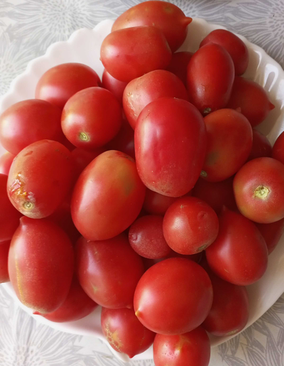 Томат Анастасия Ушакова