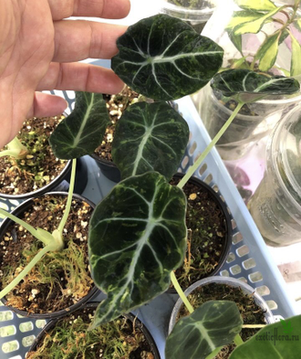 Аlocasia Black Velvet variegata / Алоказия Блек вельвет вариегатная