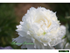 Paeonia Mrs J.V.Edlund