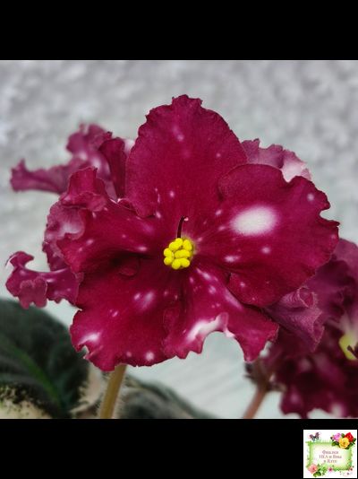 Rivermist Zeeva (J. Baker) (лист посажен 27/01/26)