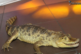 Экзотические животные