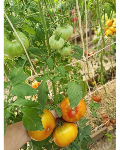 Томат Кленовый Сироп ( Le Sirop D'erable, Франция )