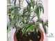 Ficus Neriifolia (плакучая форма) / фикус нериифолия плакучая