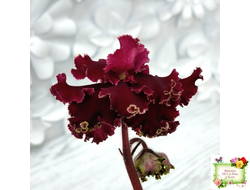 РМ-Black Cherry (Н. Скорнякова) 2022 г.