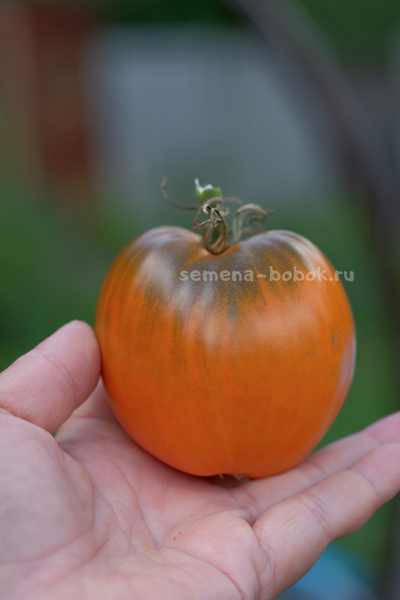 Томат Severe Melon (Суровая Дыня немцев Поволжья), 10 шт