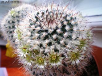 Mammillaria nejapensis - 10 семян (Куба)