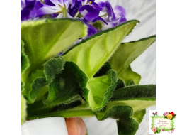 LV-Элизабет (Л. Шевелева) 2023 г. (лист посажен 25.07.25)