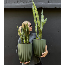 Сансевиерия зейланика в зеленом кашпо