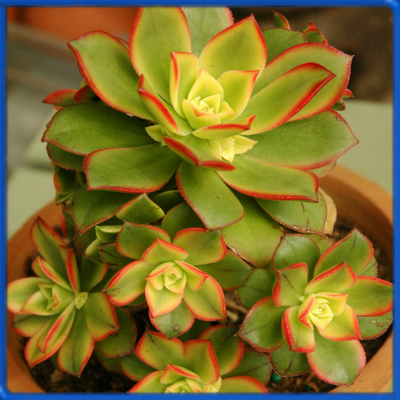 Aeonium decorum