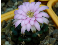 Gymnocalycium bruchii v. niveum VG 536