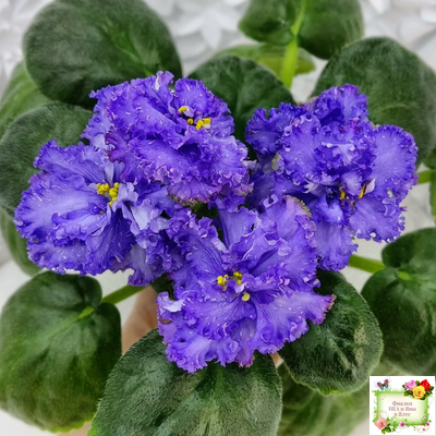 БР-Маленькое Счастье (С. и Н. Буркацкие) 2020 г.