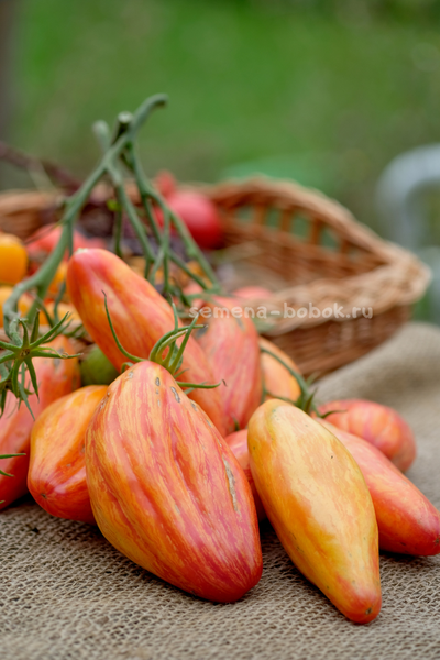 Томат Желтый Тюльпан, 5 шт