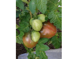 Семена томата Грааль, Гном