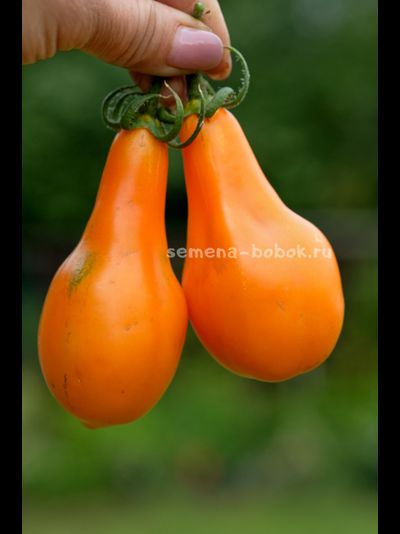 Томат Мила, 10 шт.