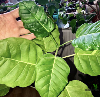 Ficus Nimfaefolia / фикус нимфаэфолия