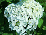 Гортензия древовидная  &quot;Баунти&quot;