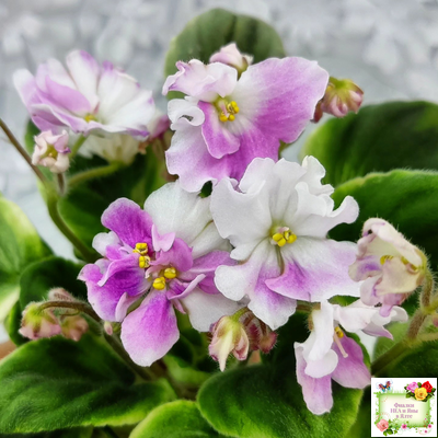 LV-Мариночка (Л. Шевелева) 2023 г. (клакамас бастл-листва с кроновой пестролистностью)