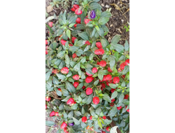 Перец острый Турецкий цветок (Turkish Flower)