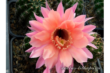 ECHINOPSIS hybrid `BARCHATNIJ ZAKAT`