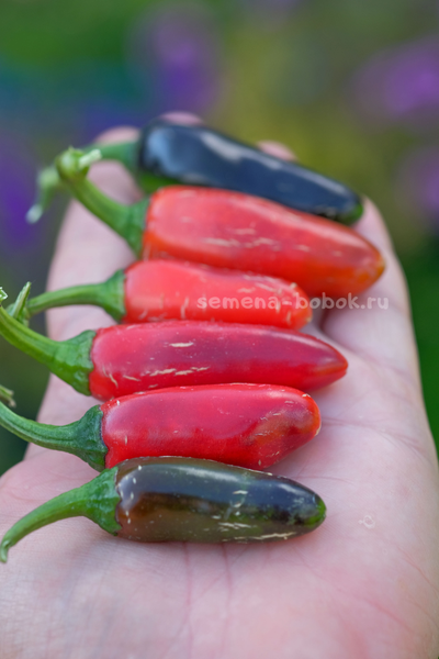 Перец острый Jalapeno Moriachi (Халапеньо Мориачи), 10 шт