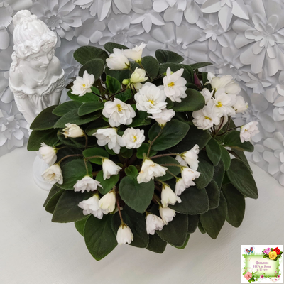 ЛЕ-Жемчужинка (Е. Лебецкая) 2018 г. трейлер