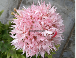 Пеларгония Vectis Spider