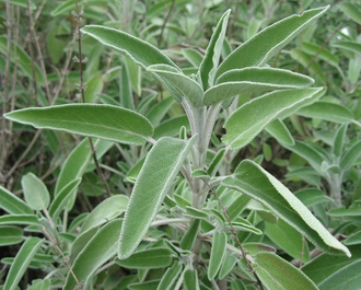 Шалфей лекарственный (Salvia officinalis), цветущие верхушки, Крым (5 мл) - 100% натуральное эфирное масло