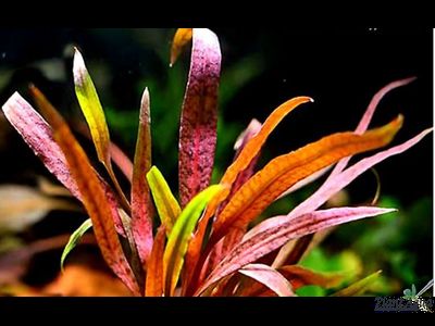 CRYPTOCORYNE ALBIDA RED/ КРИПТОКОРИНА АЛБИДА КРАСНАЯ (меристемная)