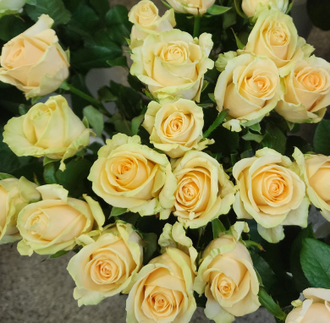 Роза Россия кремовая