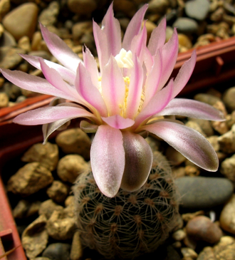 Gymnocalycium bruchii v.niveum VG-536 (D=15мм)