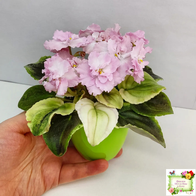 РС-Утренний Пляж (С. Репкина) 2020 г. (клакамас с кроновой пестролистностью)