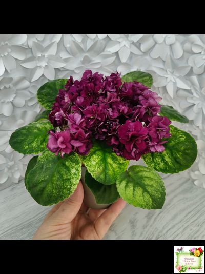 СВ-Город Солнечногорск (О.Емельянова) 2023 г. трейлер