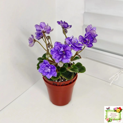 Milady (C.Russell) 01/21/1981 (гёрл-лист)