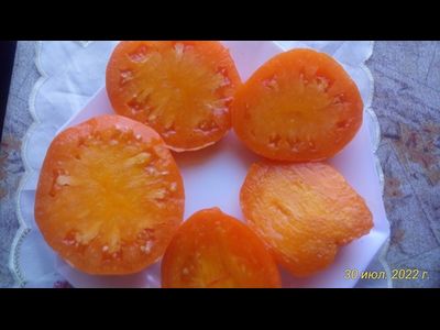 Томат Ночная свеча (Night Candle)