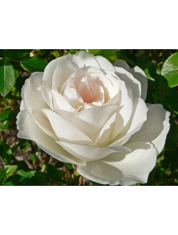 Роза Чайно-Гибридная White Christmas (Вайт Кристмас)