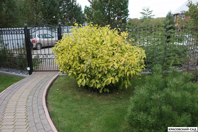 Дерен Ауреа - Aurea