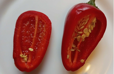 Перец острый  Black Maroccan Jalapeno